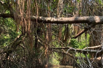Mangrove Adventure