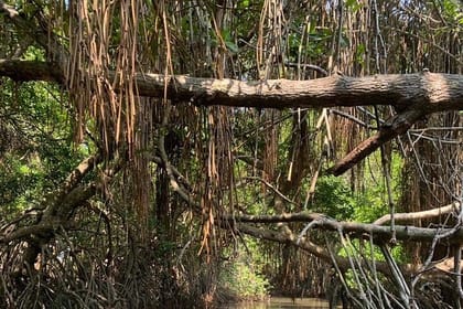 Mangrove Adventure