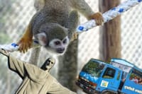 3x1: Puerto Plata Cable Car, City Tour & Monkeyland 5