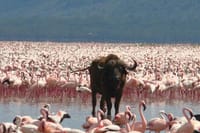 Cape Buffalo also present