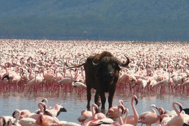 Cape Buffalo also present