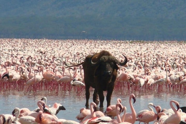 Cape Buffalo also present