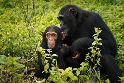 7-Day Private Uganda Chimpanzees and Gorilla Trek Tour from Entebbe