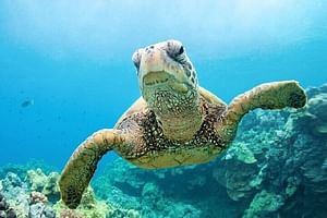 Private Abu Dabbab Snorkeling with Turtles & Transfer - Soma Bay