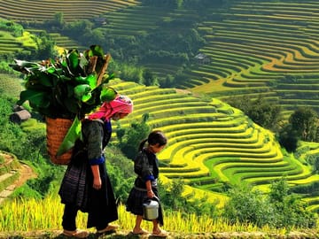 sapa harvesting day