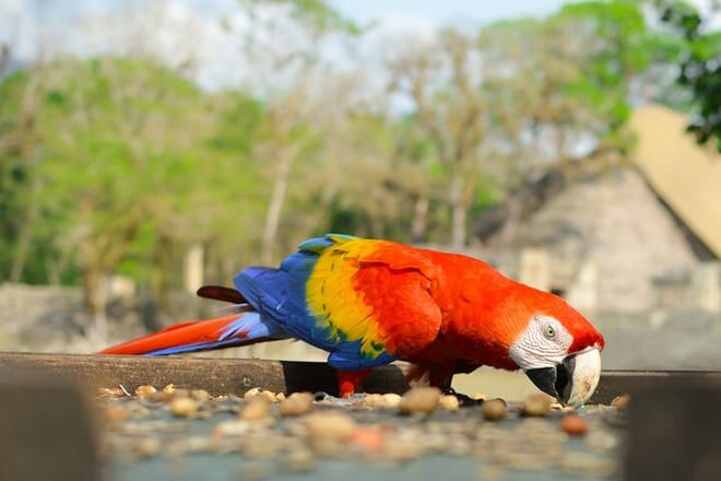 Discover Tikal by air on a 2-day & 1-night Tour from Guatemala City 10