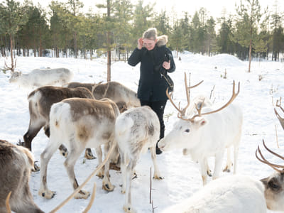 Visit Taava Reindeer Farm: Traditional Lapland Reindeer Encounters