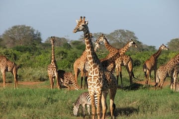 5Days Best Camping Safari in Tanzania Parks