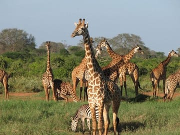 Amboseli national park