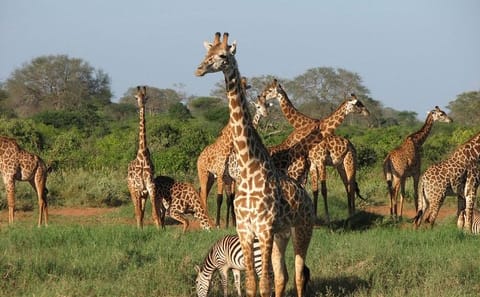 5-Day Camping Safari and Hiking in Tanzania National Parks