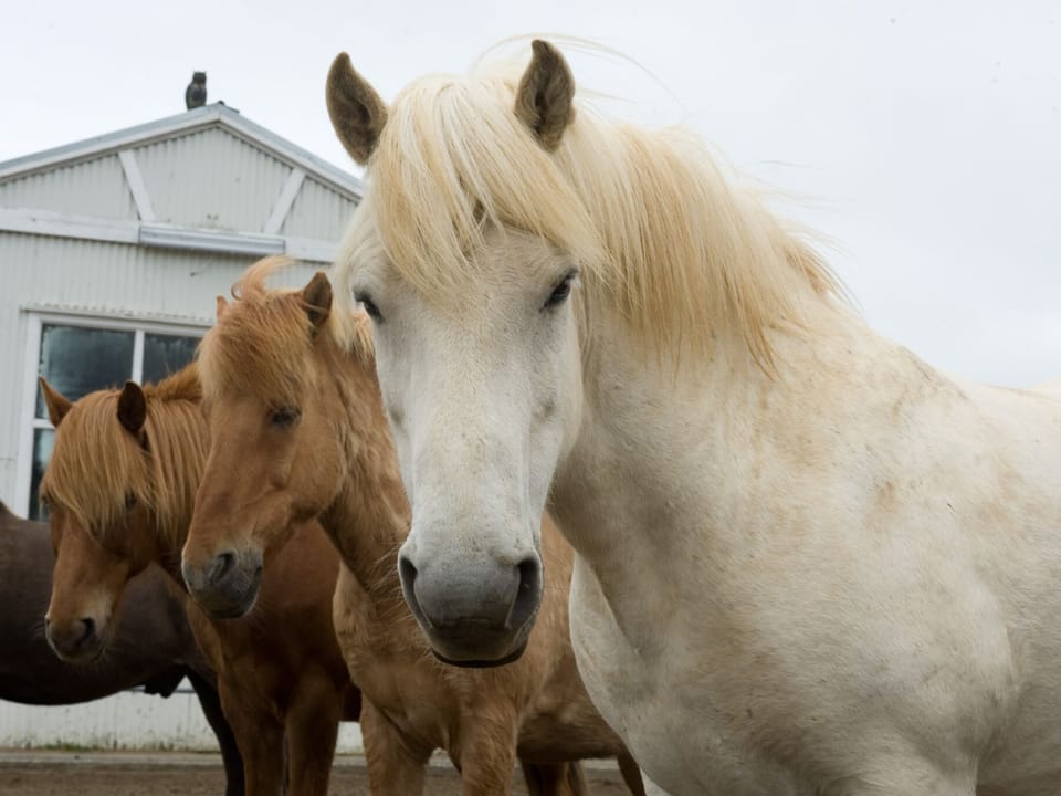 Horse Riding & Snorkeling from Reykjavik — Arctic Adventures