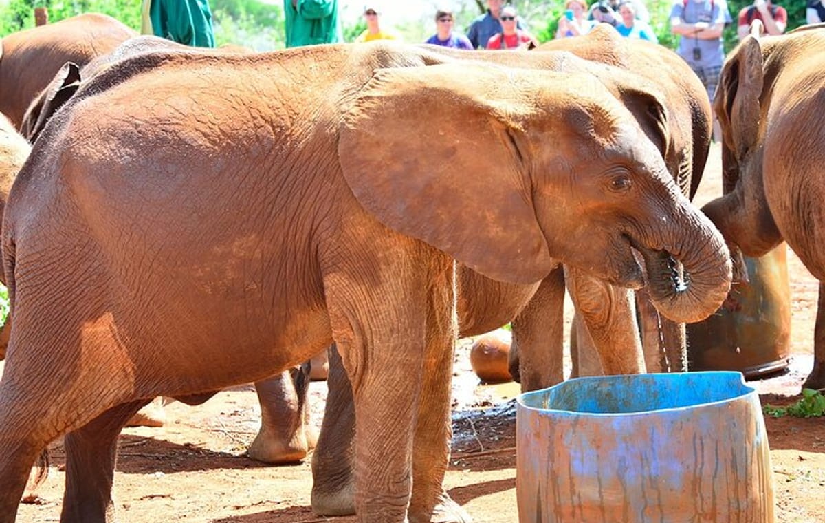 David Sheldrick Elephant Orphanage Daily Tour