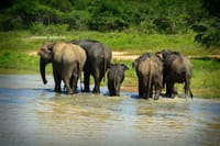 Minneriya National Park Safari from Anuradhapura 9