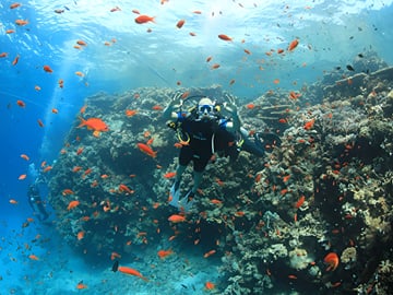 Dive deep into the Red Sea and explore vibrant coral reefs teeming with colorful marine life around Tiran Island