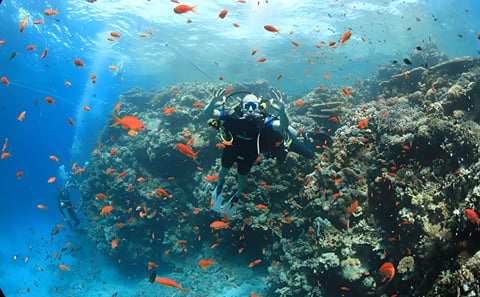 Tiran Island Snorkeling Cruise from Sharm El Sheikh