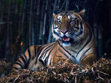 Cultural and Wildlife Tour of Agra and Gwalior, India