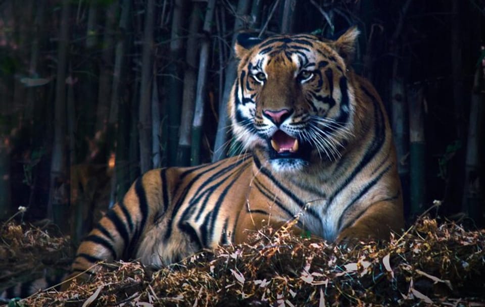 Cultural and Wildlife Tour of Agra and Gwalior, India