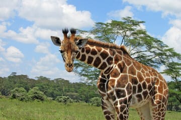 2 Day Rift Valley Birding Safari Naivasha Nakuru Baringo Bogoria