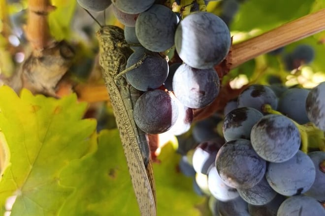 2 Day Ribera del Duero Private Wine Tour from Madrid - Photo 8
