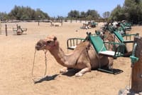 Camel Trip on the Dunes
