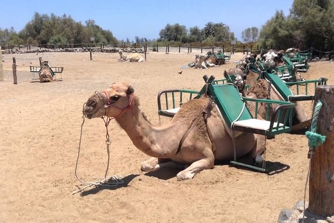 Camel Trip on the Dunes