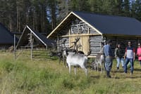 Arctic Reindeer Hike Experience  7
