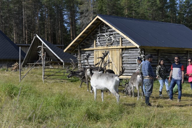 Arctic Reindeer Hike Experience  7