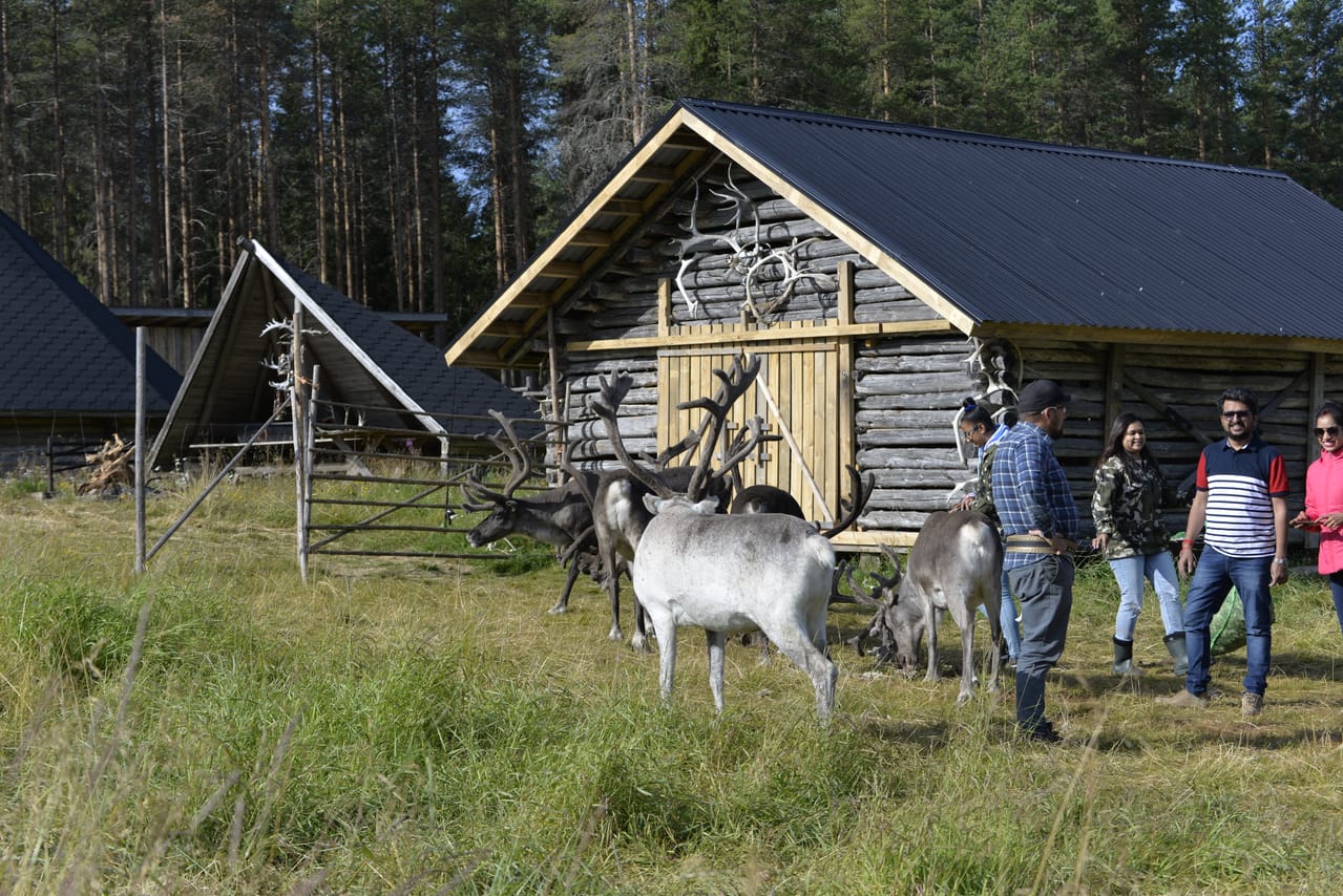 Arctic Reindeer Hike Experience  7