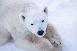 Day tour to Ranua Wildlife Park - Visit the Arctic Animals!