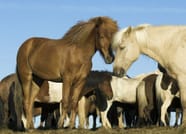 Reykjavík Whales & Horses 5
