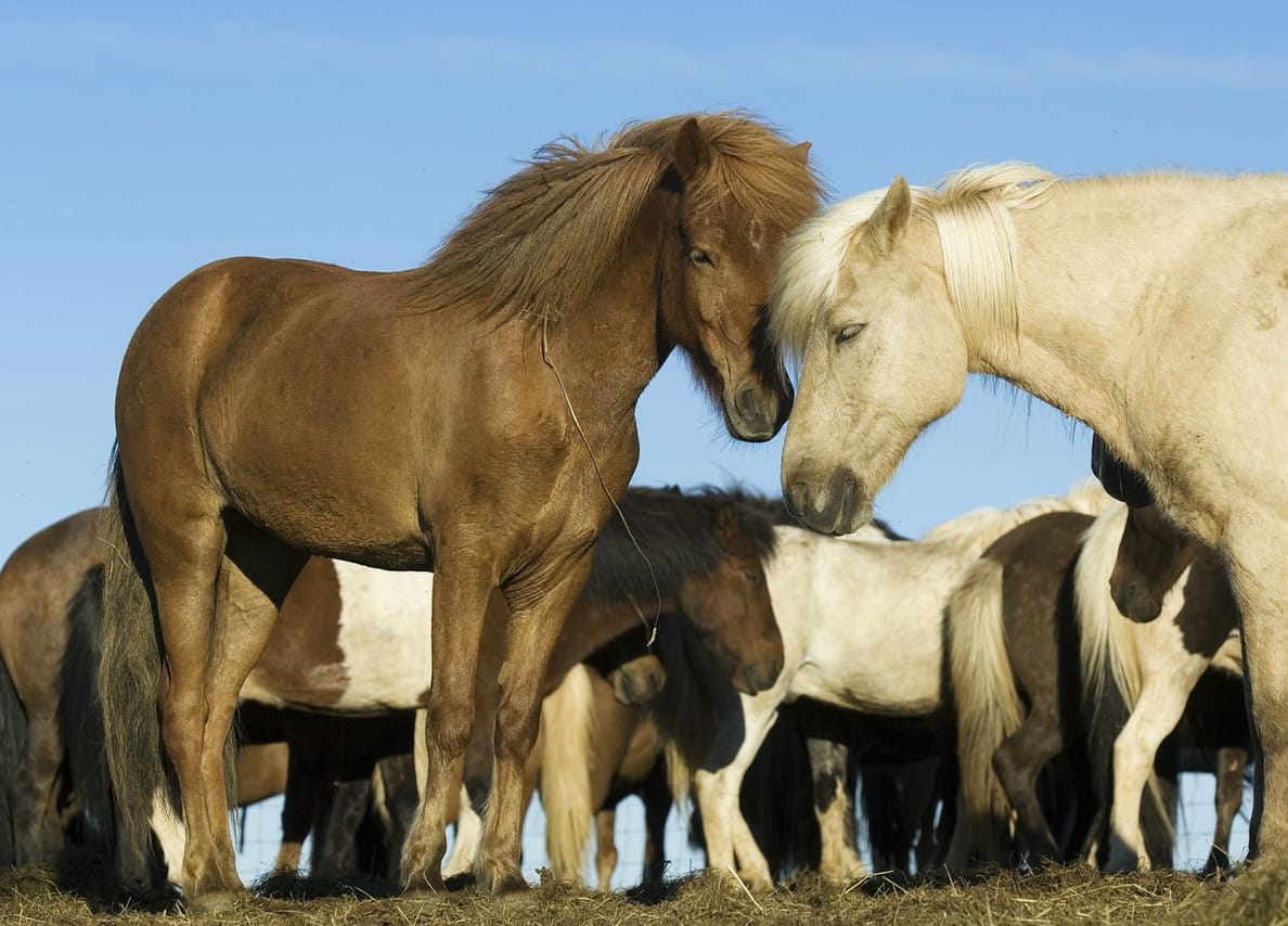 Reykjavík Whales & Horses 5