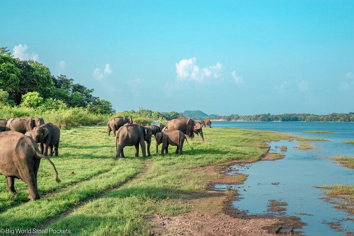 Minneriya Safari Tour from Habarana  7