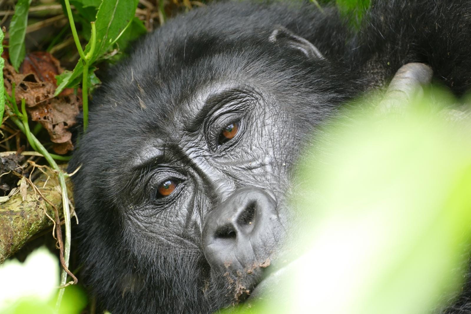 Closeup photo of a mountain gorilla.