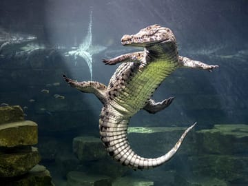 Dubai Crocodile Park Tour with Private Transfers Included