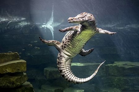 Dubai Crocodile Park Tour with Private Transfers