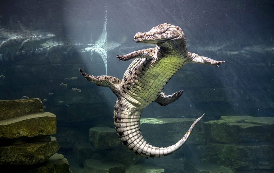 Dubai Crocodile Park Tour with Private Transfers Included