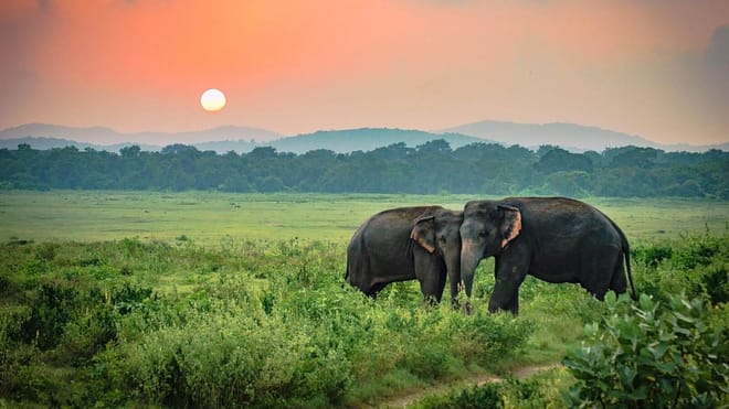  From Hikkaduwa: Udawalawe Safari Tour 5