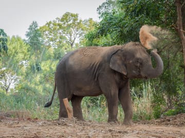 Khao Lak Elephant Sanctuary Small Group Tour with Lunch