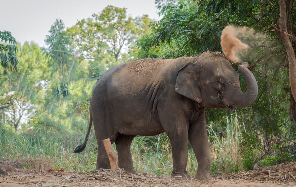 Khao Lak Elephant Sanctuary Small Group Tour with Lunch