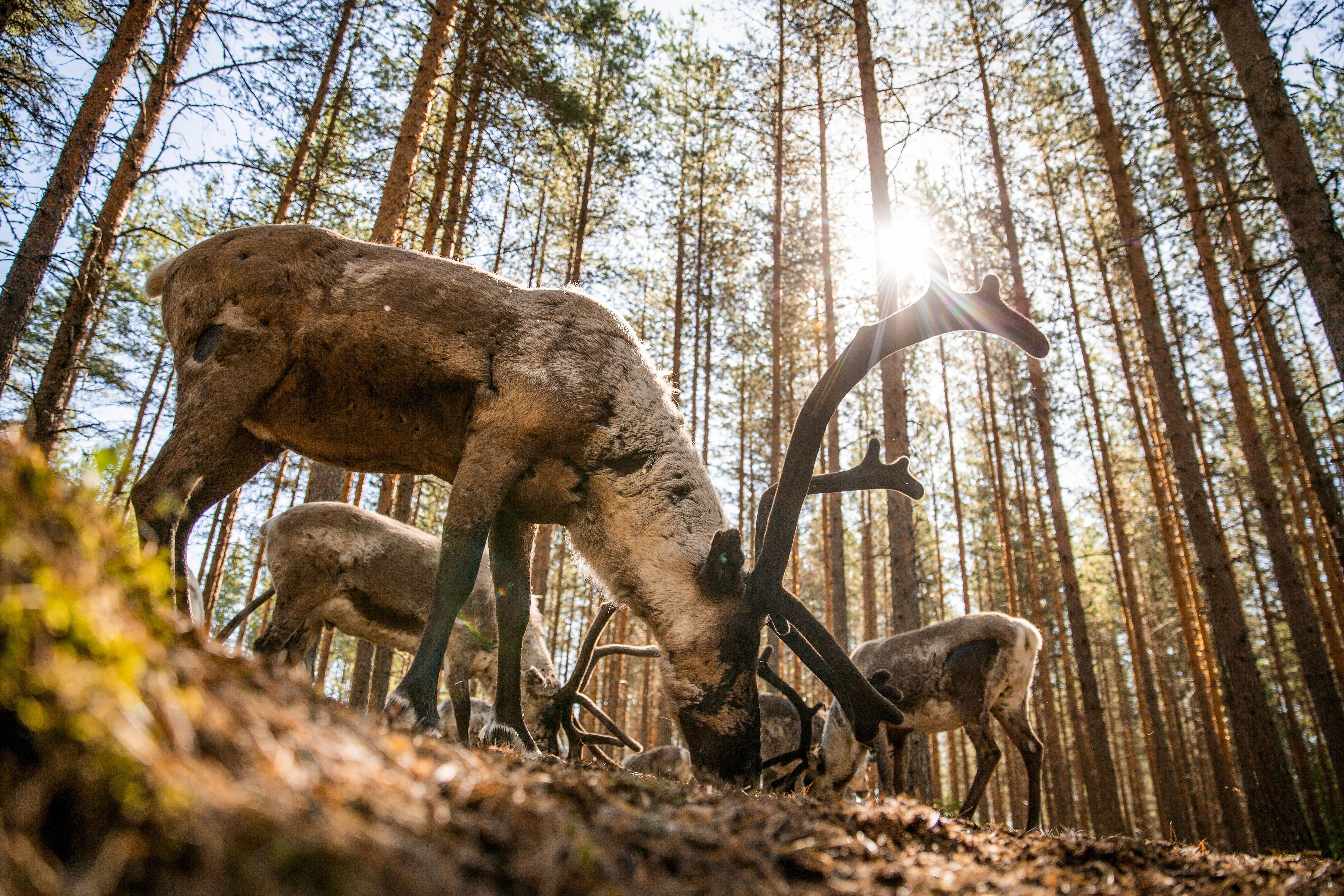 Reindeer Farm Visit in Rovaniemi