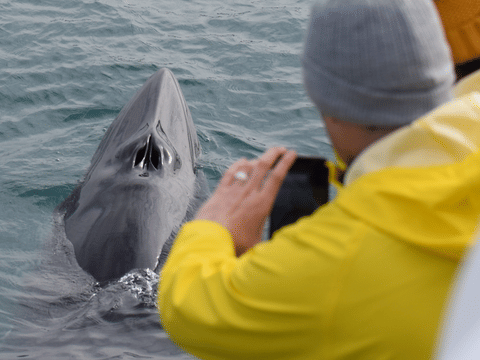 Húsavík: Small-Family Run, Responsible Whale Watching, photo 2