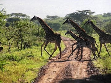 Arusha National Park Day Tour