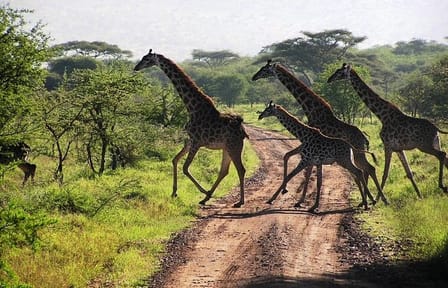 Guided Day Tour To Arusha National Park From Arusha