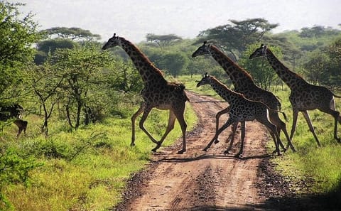 Guided Day Tour of Arusha National Park from Arusha