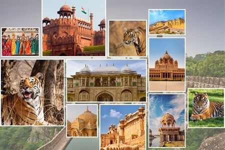 India Forts & Palaces With Tigers Rajasthan Tour - 17 Days