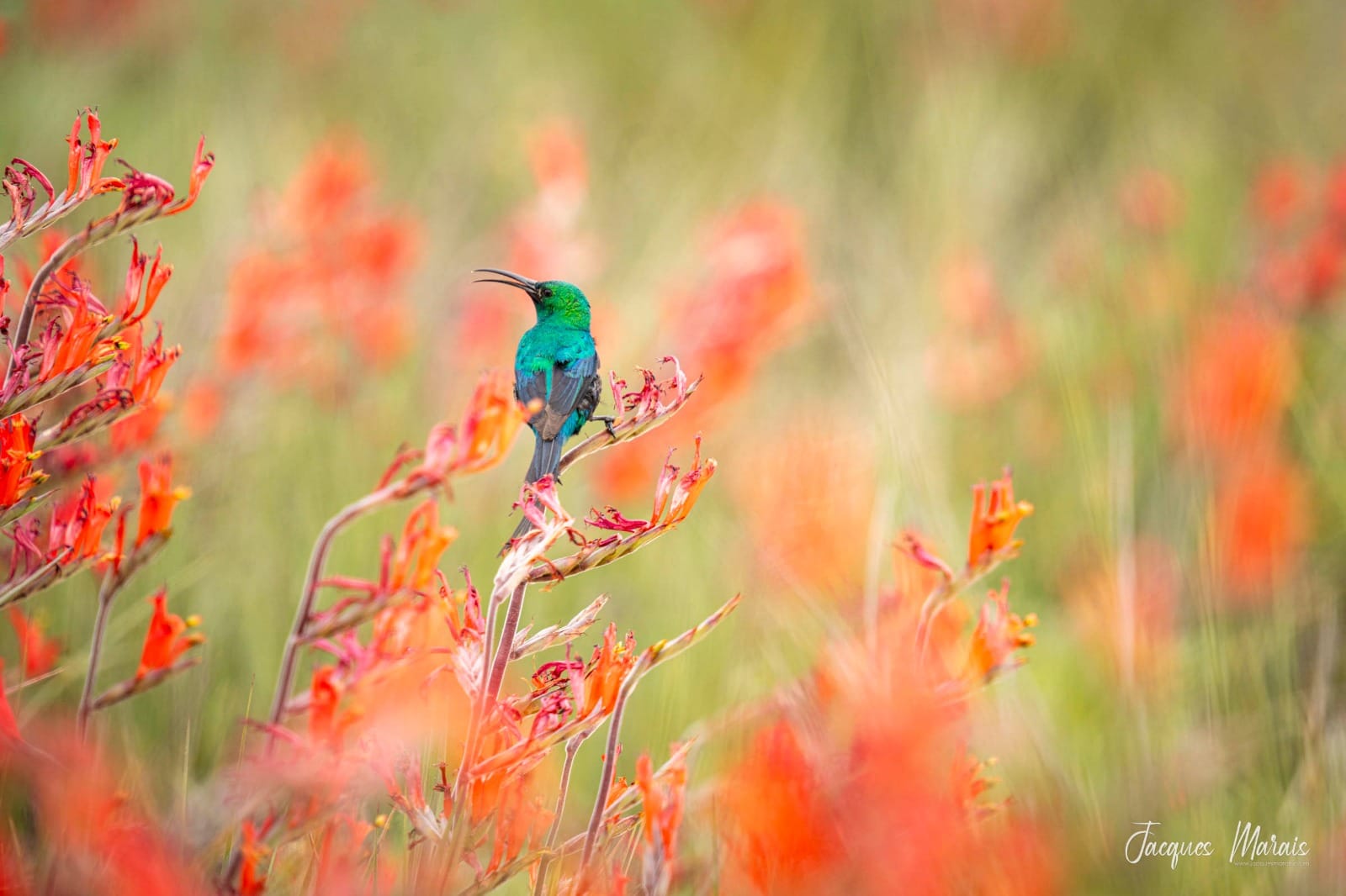 Chasing African Light. Cape Town. Guided
