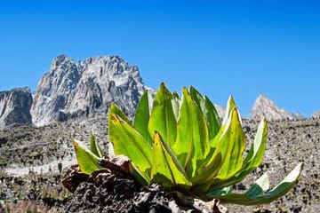Mt Kenya Trekking Adventure from Nairobi, Kenya