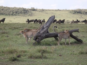4-Day Safari Adventure in Nairobi and Maasai Mara, Kenya