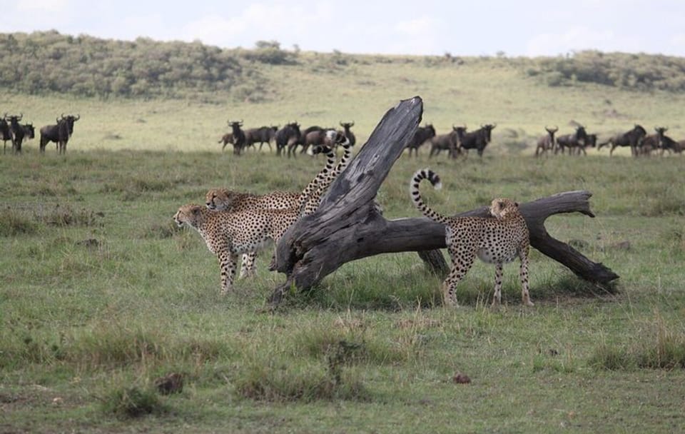 4-Day Safari Adventure in Nairobi and Maasai Mara, Kenya