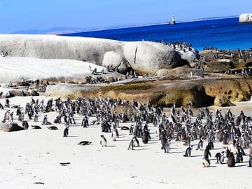 Robben Island and Boulders Beach Day Tour from Cape Town